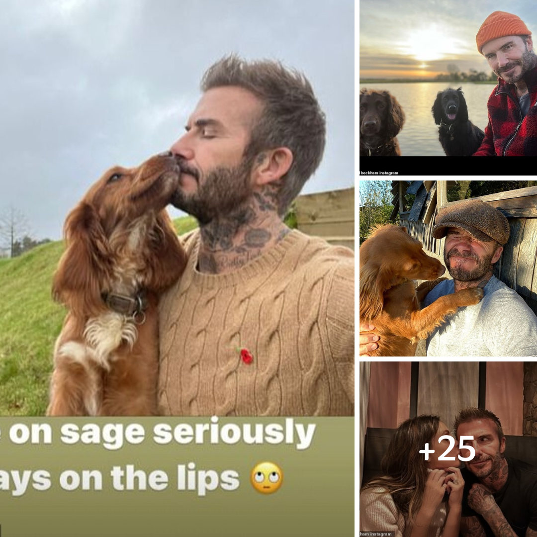 David Beckham shares snap of dog Sage going in for slobbery kiss