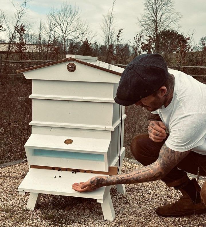 David Beckham tending to his beehive